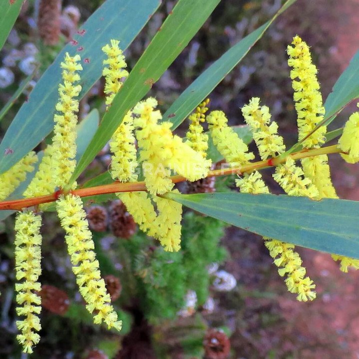 Acacia longifolia, Mimosa chenille, Mimosa à longues feuilles image